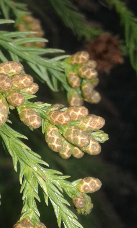 Cupressaceae:  Cryptomeria japonica